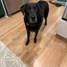 MorgansPup